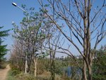 jakkasandra_lake