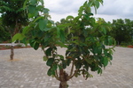 manipal