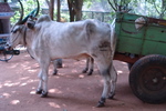 mysore, India