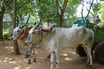 mysore, India