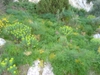 calpe