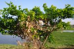 jakkasandra_lake