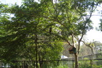 mysore