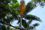 mysore